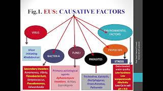 Epizootic Ulcerative Syndrome [upl. by Hobard]