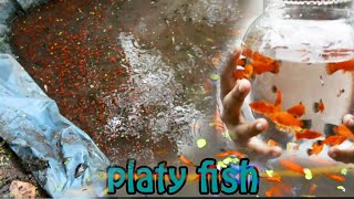 Platy fish🐟🐟🐟 fish farmingplatyfishmalayalam [upl. by Nuoras]