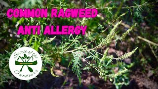 Common Ragweed Anti Allergy [upl. by Eletnahc]