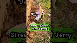 Baby duck का आखिर पल कब्र से Street Dog ने जेरी को निकाला  petsvlog youtubeshorts viralvideo [upl. by Mistrot217]