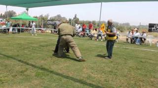 Israel German Shepherd Championship 2013  hermiona freestyle part 4 of 4 [upl. by Walley]