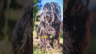 Top 10 weirdest dog breeds part 3DDK PET SHOP [upl. by Nosna]