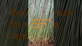 Drying bulrush for weaving carpet mat [upl. by Olenka117]