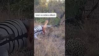 Zebra are the favorite hunt of cheetah zebra cheetah animals wildlife edits shorts [upl. by Lampert673]