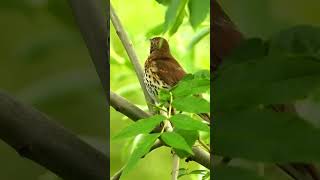 Song thrush singingchirping part3 [upl. by Bahr]