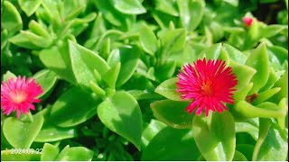 Mesembryanthemum cordifolium，Baby sun rose， 心叶日中花 [upl. by Anihta]