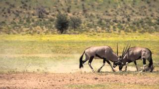 Gemsbok Oryx FightingSlow Motion Kalahari South Africa [upl. by Nagle]