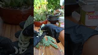 Leaf PropagationSedum Morganianum aka donkey tail or burros tail succulent propagation [upl. by Analed]