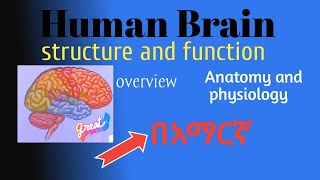 Human brain structure amp function anatomy physiology in amharic በአማርኛ [upl. by Black]