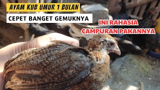 RACIKAN PAKAN AYAM KUB UMUR 1 BULAN BOBOT BERLIPAT amp PASTI UNTUNG [upl. by Aiepoissac]