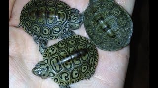 Concentric Diamondback Terrapin Hatchling Unboxing Video [upl. by Nyliuqcaj]