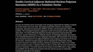 33 Double Cervical Adjacent Hydrated Nucleus Pulposus Extrusion HNPE in a Yorkshire Terrier [upl. by Novar]