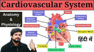 Cardiovascular System Anatomy and Physiology in Hindi Heart Blood Flow Chambers of Heart Etc [upl. by Blumenfeld]