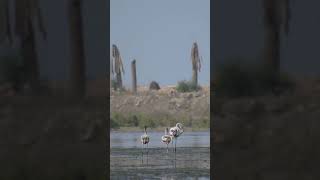 Wildlife with Nikon d3300 and 70300mm lens youtubeshorts wildlife viral shorts [upl. by Harts256]