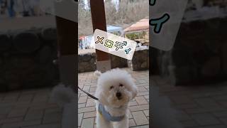 【しゃべる犬】イベントやってるから来たら‥‥来るのはやすぎた めろでぃちゃんねる dog toypoodle トイプードル toypoodle toypoodle 犬のいる暮らし [upl. by Acimot]