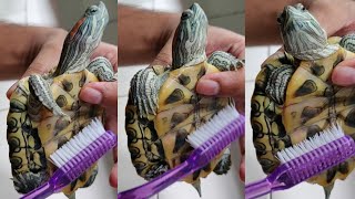 How to clean a turtle [upl. by Madlin]