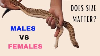 Male vs Female Western Hognose Snakes Size Feeding Enclosure amp Temperament Differences Explained [upl. by Lauder]