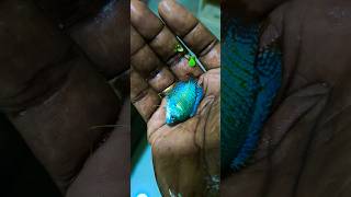 Darf gourami fish breeding updates tamil janyvlogstamil [upl. by Ahtera]