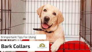 6 Tips for Anti Bark Collars for Dogs [upl. by Kannan]