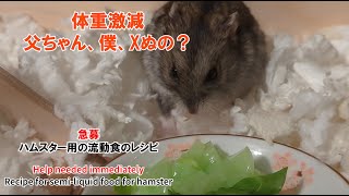 急募、ハムスター用の流動食レシピ求む Help needed immediately hamster semiliquid food recipe [upl. by Preiser]