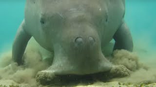 Dugong dugonsea cow digging sea grass [upl. by Calan]