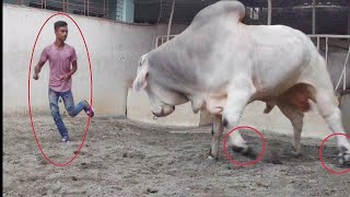 Big Cow Farm in Bangladesh  sadeeq agro farm  Brahman Bull  Big Cow [upl. by Enieledam]