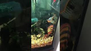 Green terror vs Festae cichlid fighting [upl. by Stoecker421]