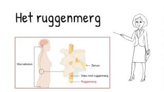 Regeling  het ruggenmerg [upl. by Ahsercel]