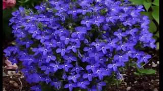 The Health Benefits of Lobelia Tea [upl. by Brest]