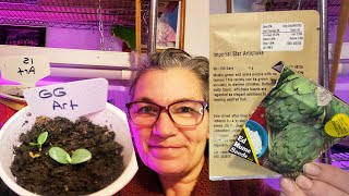 How to Start Artichoke Seeds for Annual or Perennial Plants [upl. by Recneps]