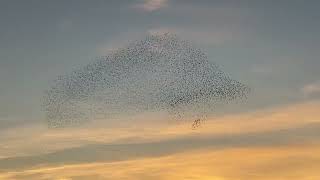 Starling Murmuration [upl. by Yarazed927]