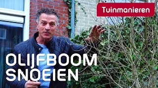 De olijfboom snoeien hoe doe je dat  Tuinmanieren [upl. by Ecyor481]