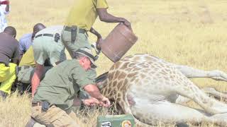 Giraffe Rescue [upl. by Perkoff]