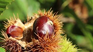 Chestnut a natural local resource empowering cosmetic innovation [upl. by Aiyn]