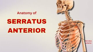 Serratus Anterior Muscle Anatomy  Muscle of Pectoral Region  Doctor Speaks [upl. by Dobbins]