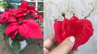 Methods of propagating Euphorbia pulcherrima from flower petals [upl. by Ainslie298]