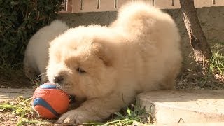 Chow Puppy Cant Fit Mouth Around Ball [upl. by Jeffry303]