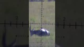 Blesbuck headshot hunting shorts survival precision hunting slowmotion headshot cull [upl. by Whang481]