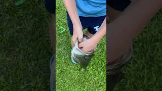 Fish dump hiphop music fishing bass love song trump [upl. by Diahann]