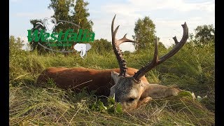 Jagd auf sibirischen Rehbock in Kasachstan [upl. by Fernyak]