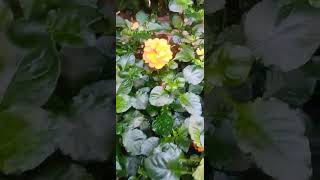 Crossandra Plant shortvideo [upl. by Edward]