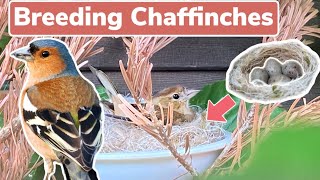 Breeding European Chaffinches  a full guide [upl. by Naresh564]