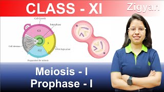 Meiosis  I  Prophase  I  Cell cycle and cell division  Lecture  7  NEET [upl. by Photina410]