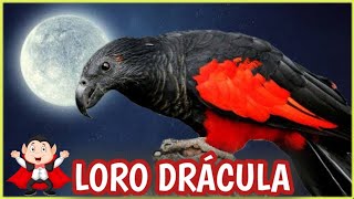 LORO DRÁCULA 🧛‍♂️🦜 ¿Se Alimenta de Sangre 🧛 Loro Buitre o Aguileño [upl. by Engelbert919]