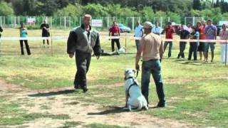 Specialty Show Dogo argentino 92010 Stara Zagora Bulgaria DACB [upl. by Arotahs]