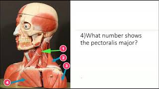 Model POD 12 axial muscles [upl. by Efrem]