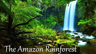 The Amazon Rainforest Facts HD [upl. by Tilla]