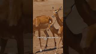 Antelopes are graceful herbivores facts animals antelope wildlife shorts short [upl. by Tdnarb]