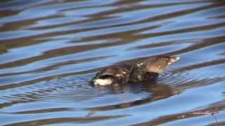 The Piedbilled Grebes Lobed Foot NARRATED [upl. by Carilyn924]