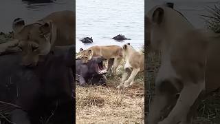 Lions vs Hippos The Most Dramatic Confrontation in Nature [upl. by Ardnak219]